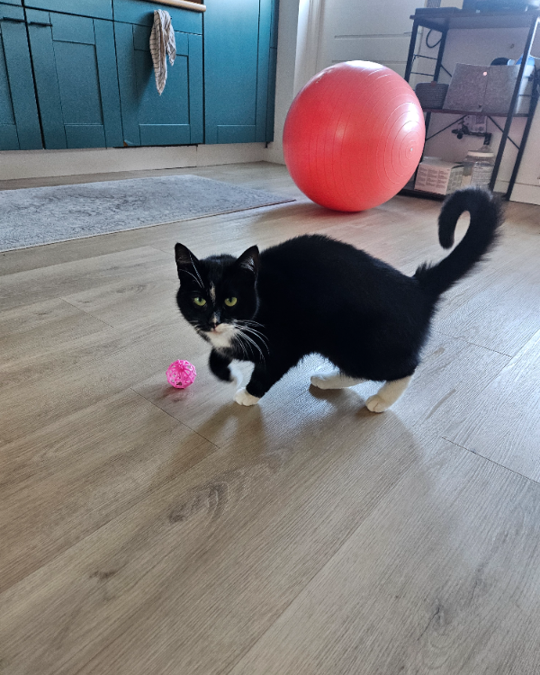 Missing Cat - Eindhoven
