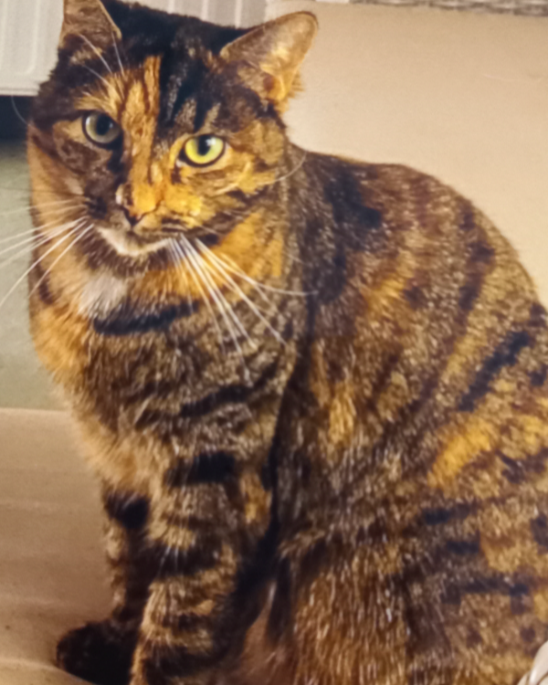 Found Cat - Waardenburg