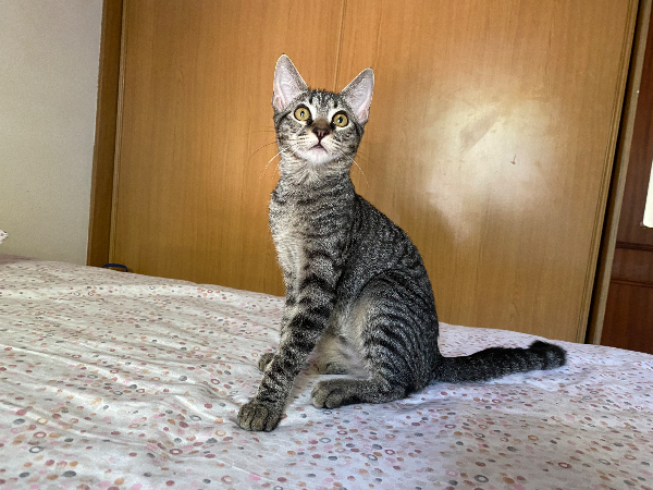 Missing Cat - Lekkerkerk