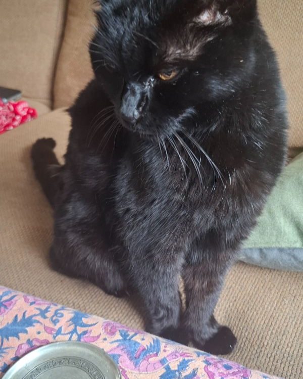 Missing Cat - Amsterdam