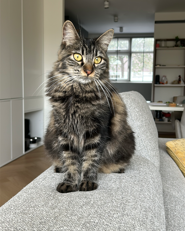 Missing Cat - Diemen