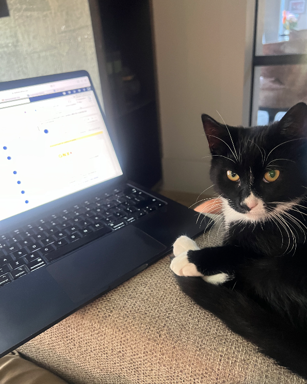 Missing Cat - Rhenen