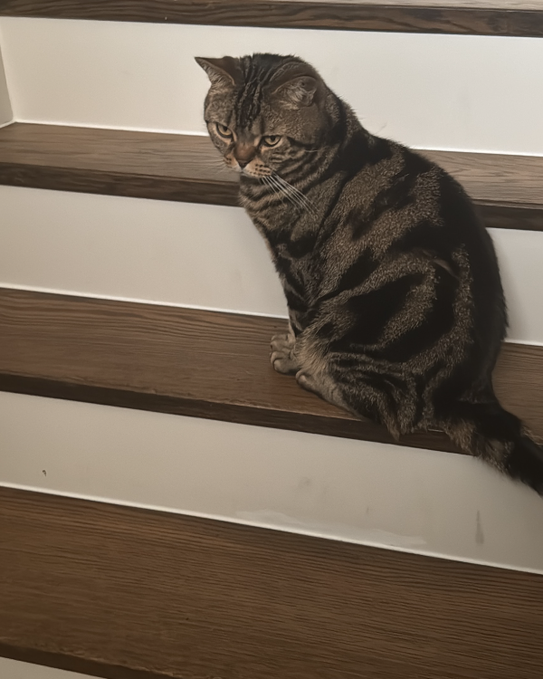 Found Cat - Den Haag