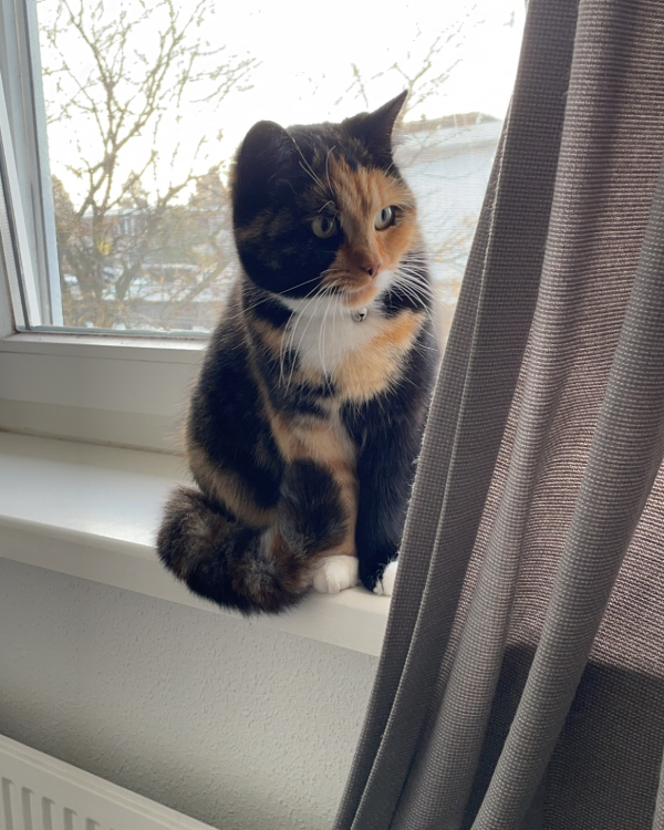 Found Cat - Amersfoort