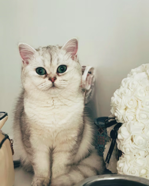 Missing Cat - Deventer