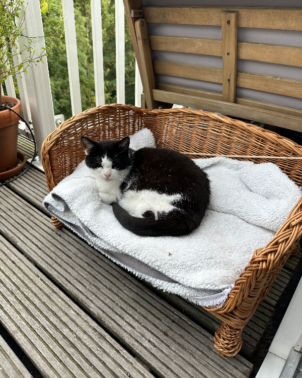 Found Cat - Amsterdam