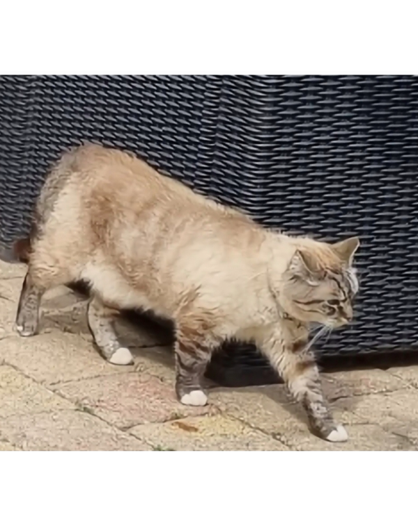 Missing Cat - Rotterdam