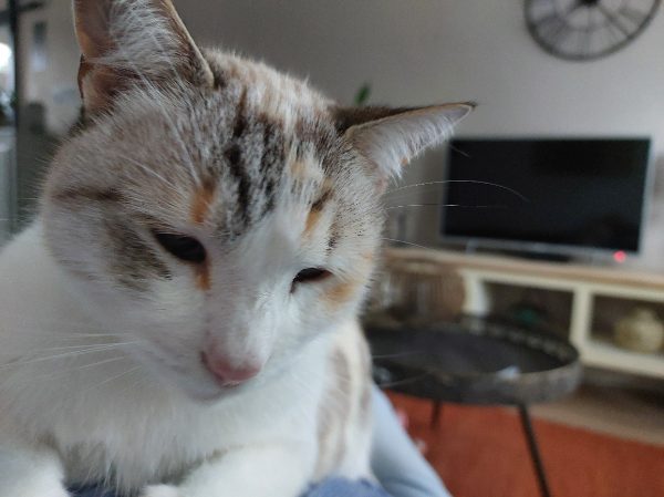 Found Cat - Vogelenzang