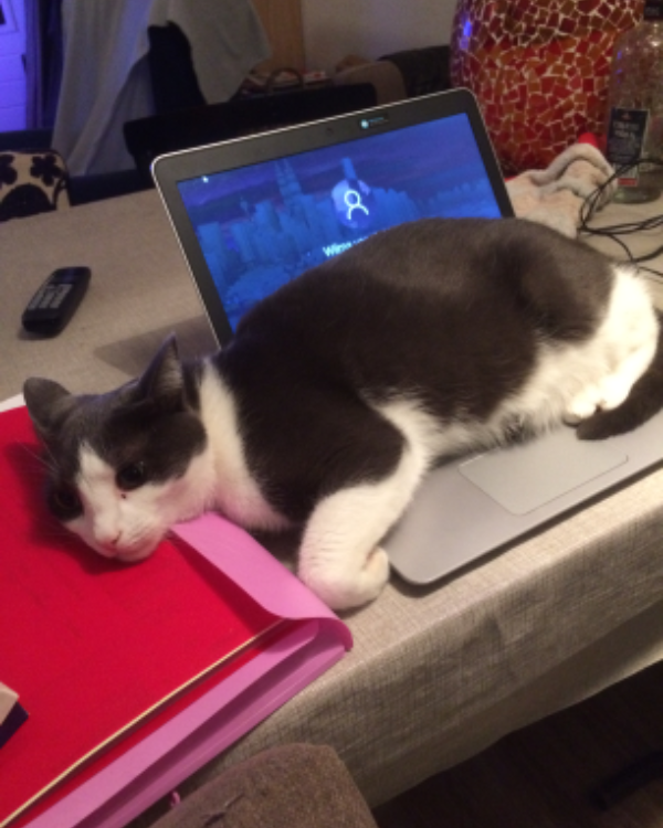 Found Cat - Witharen