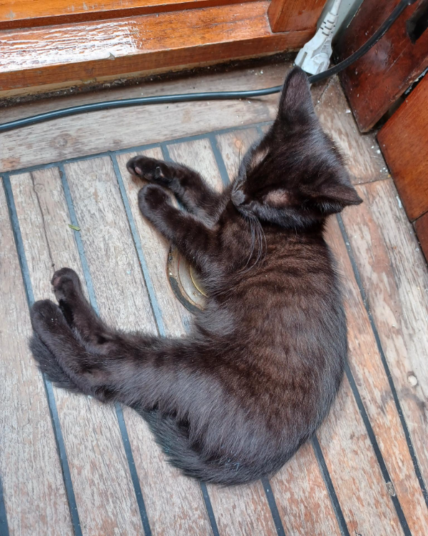 Missing Cat - Middelburg