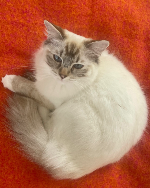 Missing Cat - Leiden