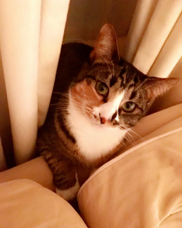 Missing Cat - Den Haag