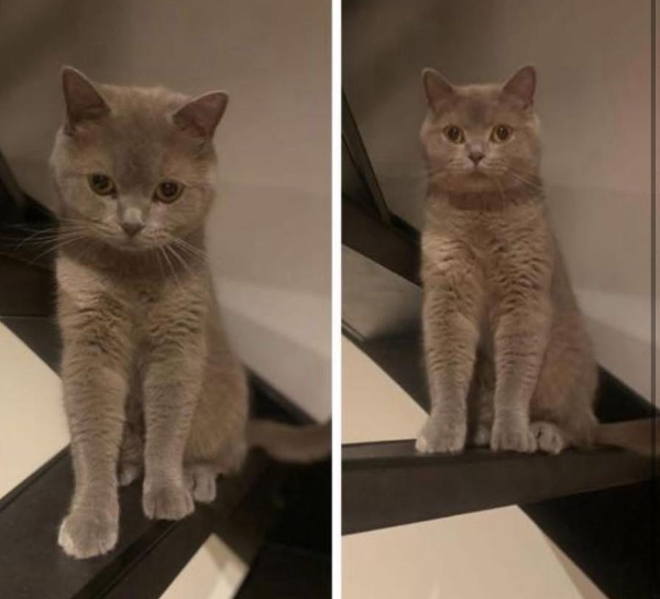 Missing Cat - Den Haag