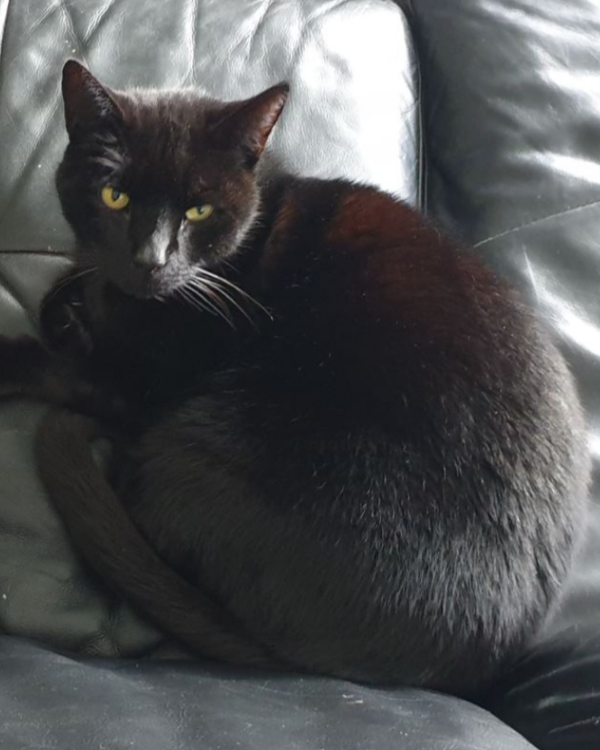 Missing Cat - l'Alfàs del Pi