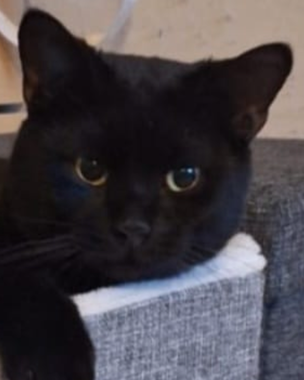 Missing Cat - Capelle aan den IJssel