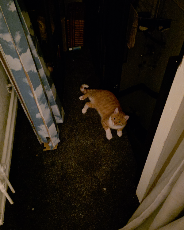 Found Cat - Pijnacker