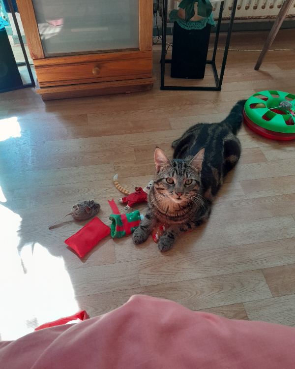 Found Cat - Poortugaal