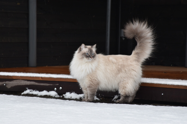 Missing Cat - Unknown