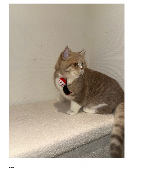 Missing Cat - Arnhem