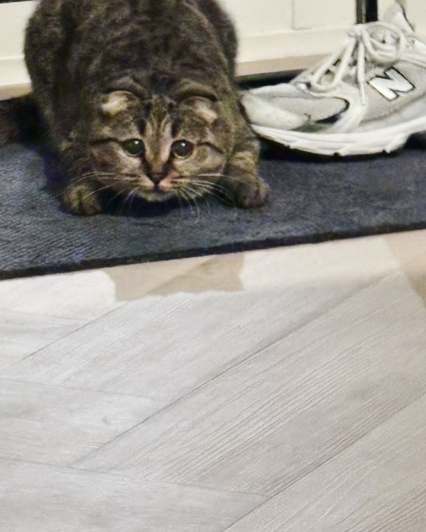 Missing Cat - Beverwijk