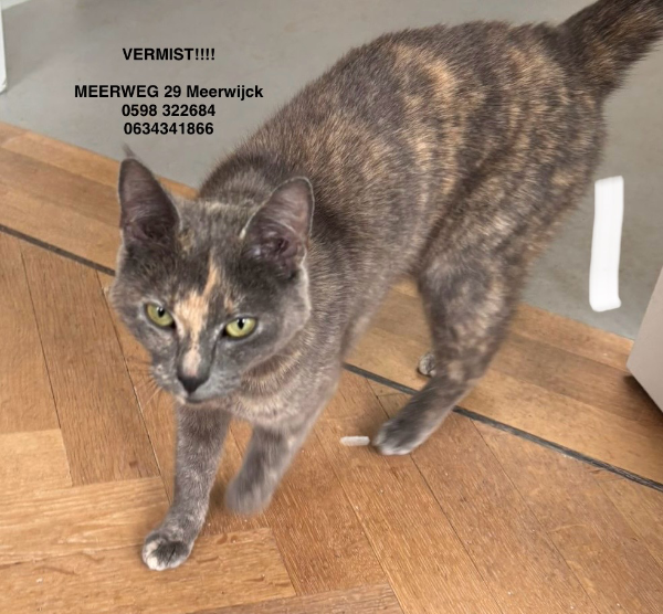 Missing Cat - Kropswolde