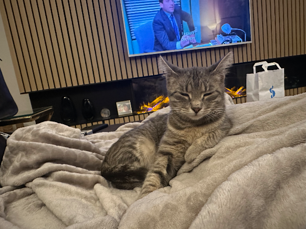 Missing Cat - Rotterdam