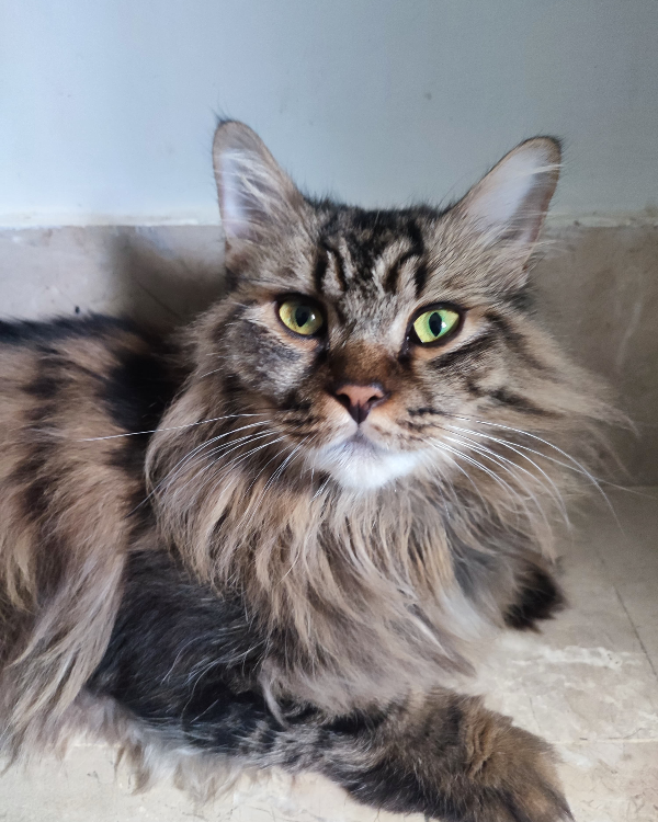 Missing Cat - Sint Willebrord