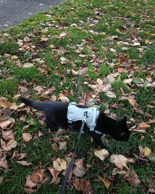 Found Cat - Maastricht