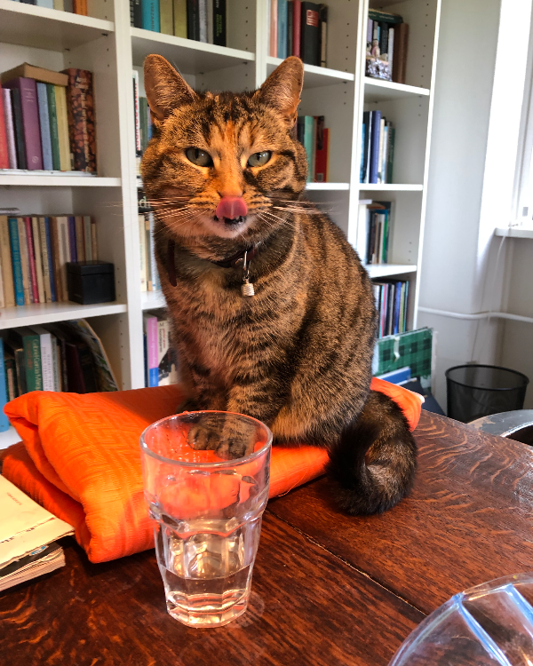 Found Cat - Nijmegen
