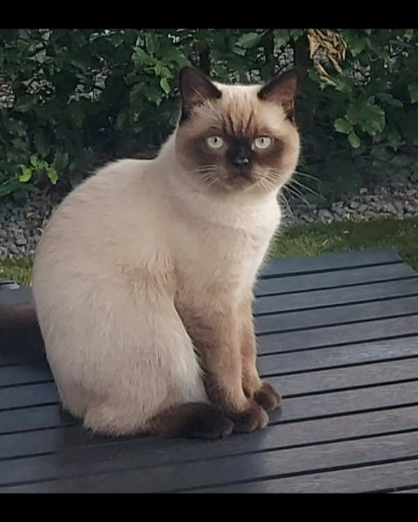 Missing Cat - Berghem