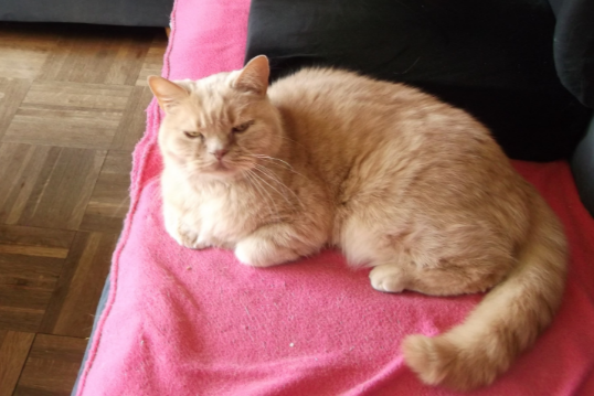 Missing Cat - Blaricum