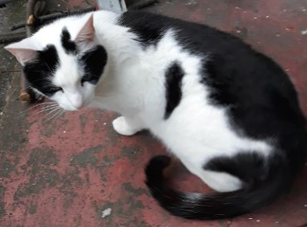 Missing Cat - Amsterdam
