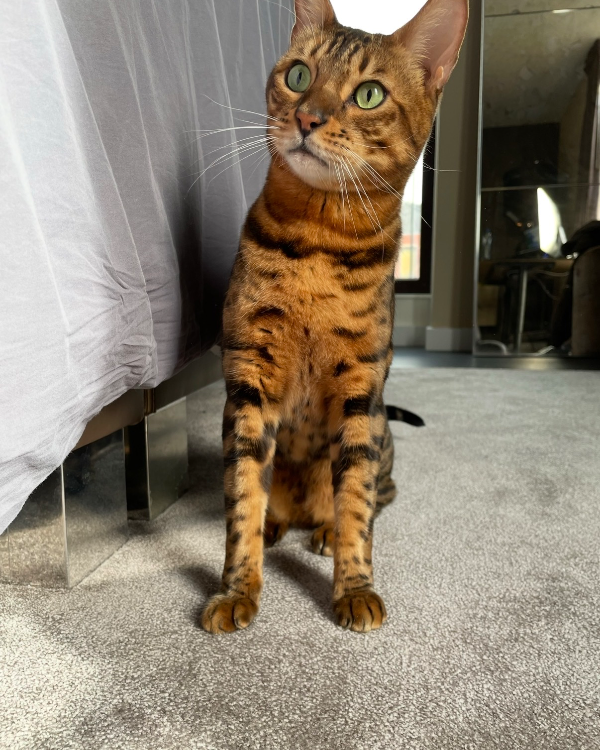 Found Cat - Bergambacht