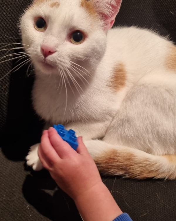 Found Cat - Arnhem