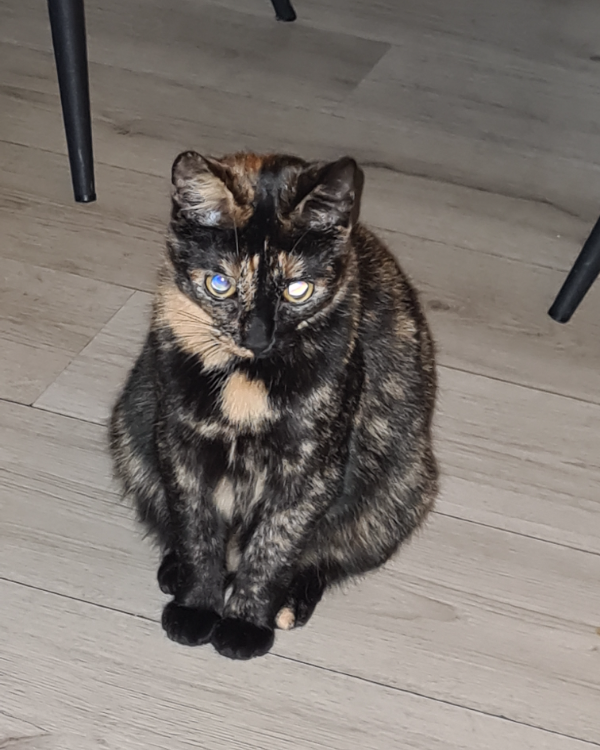 Found Cat - Oisterwijk