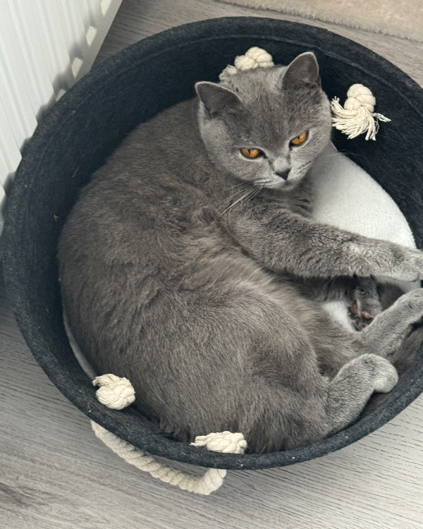 Missing Cat - Rotterdam