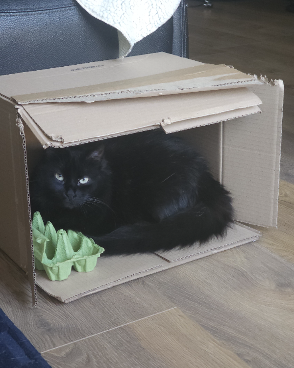 Found Cat - Zoetermeer