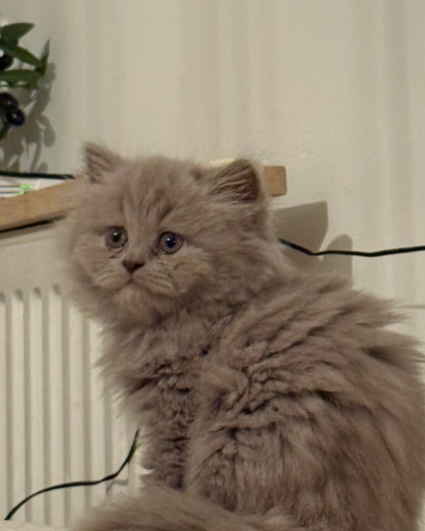 Found Cat - rotterdam zuid