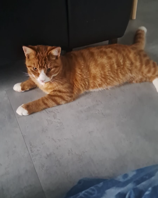 Found Cat - Alkmaar