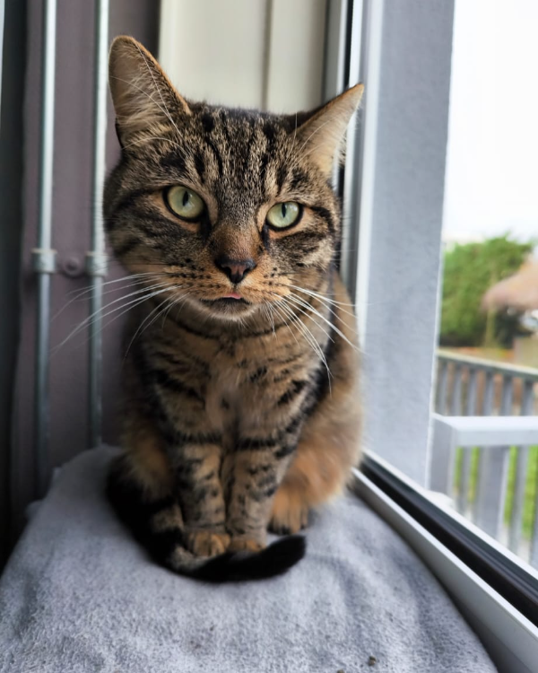 Found Cat - Alblasserdam