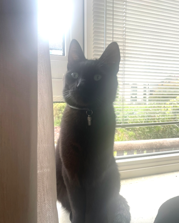 Missing Cat - Holten