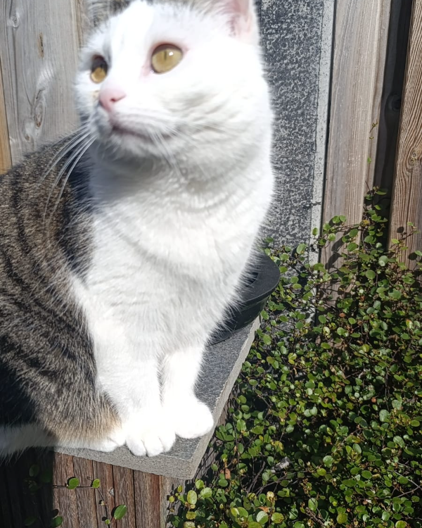 Missing Cat - Grubbenvorst