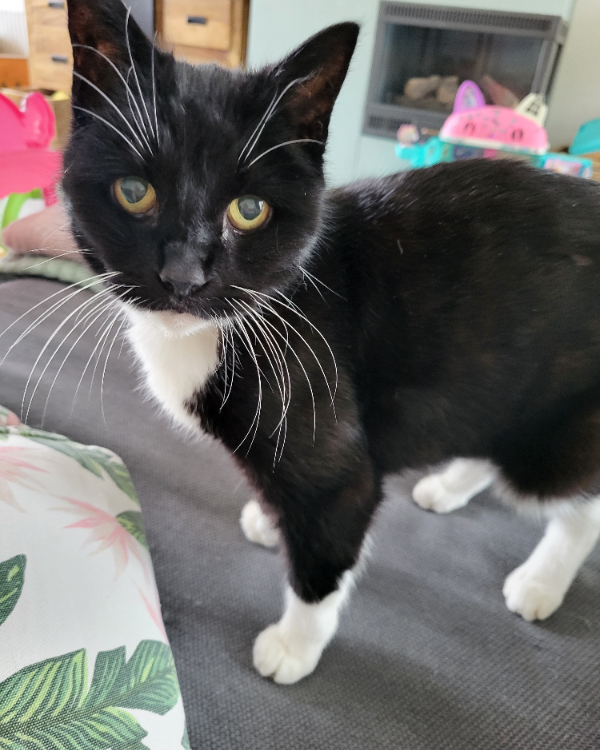 Missing Cat - Schagen