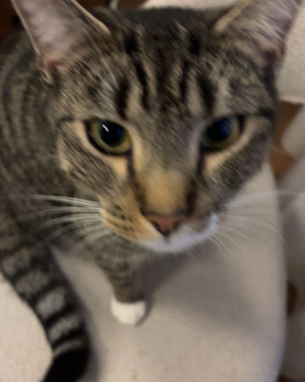 Missing Cat - Utrecht