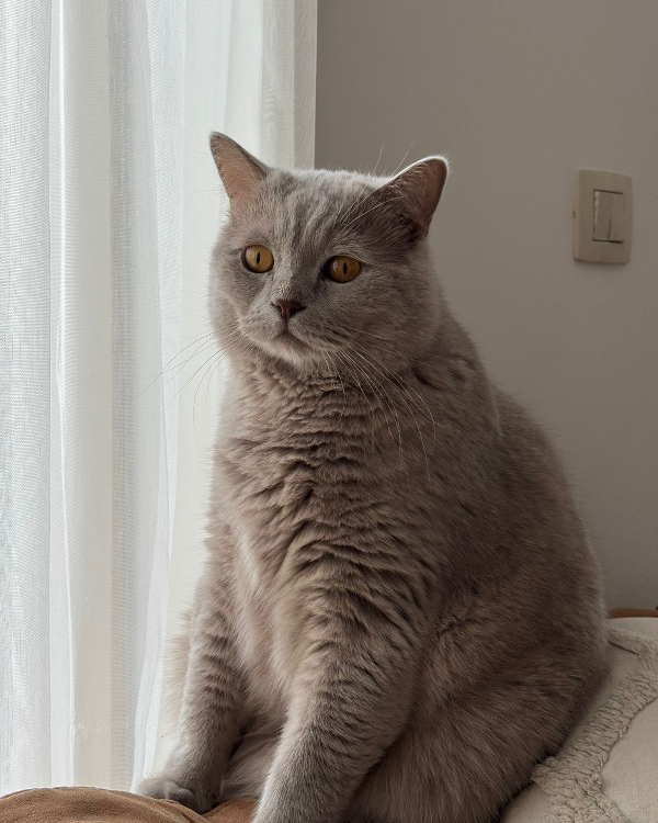 Found Cat - Reeuwijk