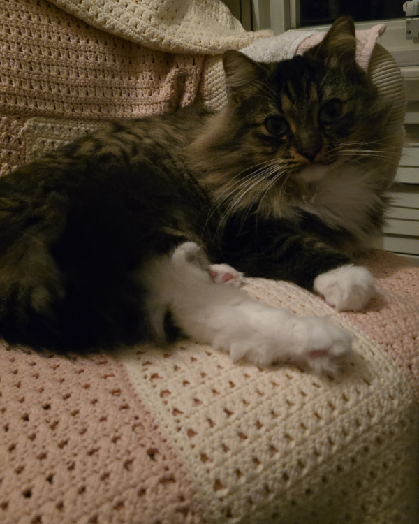 Missing Cat - Almere