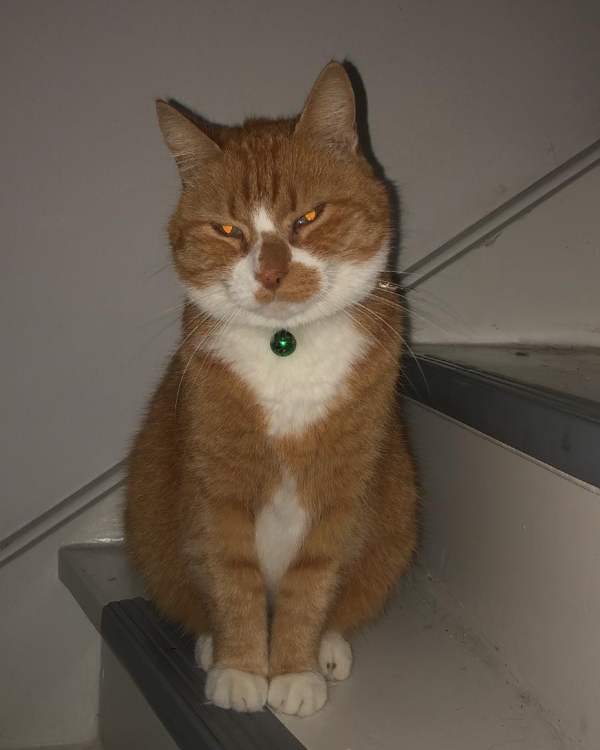 Missing Cat - Amersfoort