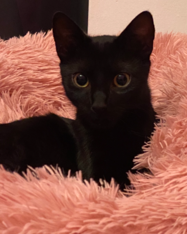 Missing Cat - Utrecht