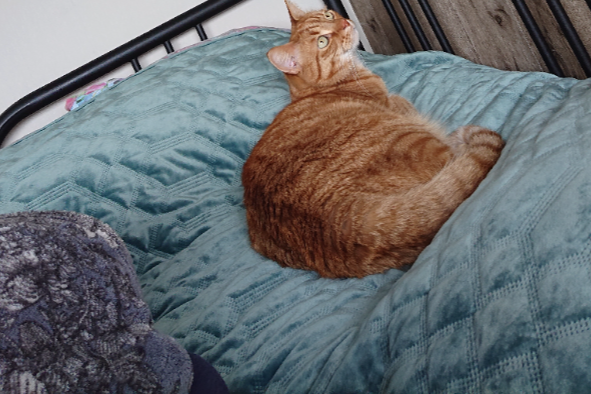 Missing Cat - Zoetermeer