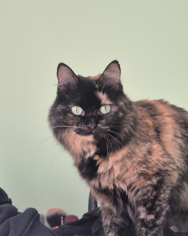 Missing Cat - Hilversum